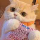 胖胖的肉丸子