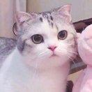 皮皮猪