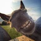 田埂上的小毛驴