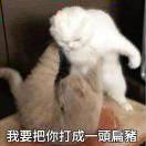 卯月由君