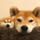 好人