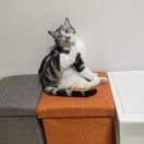 猫猫拯救世界