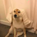 哎哟