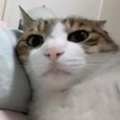 斌