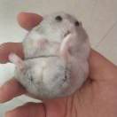 二肥耗子