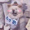 枝昂。