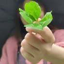 毛