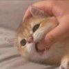 庭树