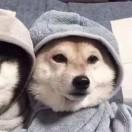 加贝