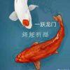 铂泉锦鯉