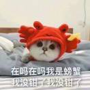 好哒一只猪