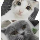 两只猫猫头