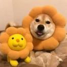kiwiii