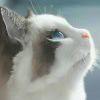 流浪猫