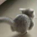 一个团子