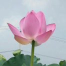 恒桂