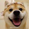 单身狗∪･ω･∪