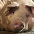 燃烧的🐖