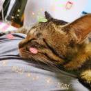 猴子请来的救兵
