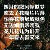红尘有你