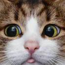 L苇