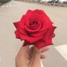 罗曼蒂克的曼陀罗