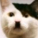 ッッッヒ
