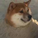 三花味