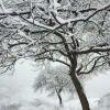 雪、绒※花