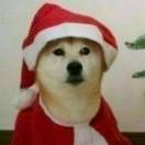 瓶盖