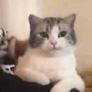 朱砂根里的蓝精灵