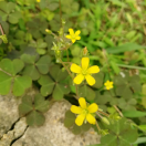 丨辰羽丨