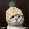 没有感情的菠萝头