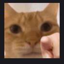 梅狸猫