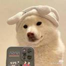 康大大