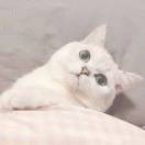 Cat。