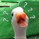 清风出客