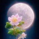 花好月圆