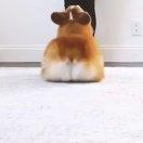 一颗苹果