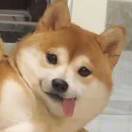 惊羽