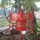 沈真玉