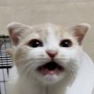 风锖（xjh）