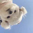 清欢不渡    白茶不予