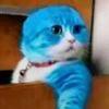 叮当猫