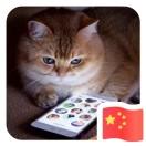 两百斤的橘猫