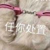 飞月异