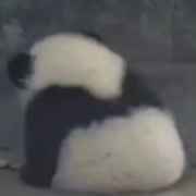 无竹(T ^ T)熊猫