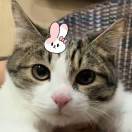 一只猫兔子