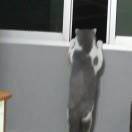 🐱