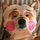 狗子的自我修养